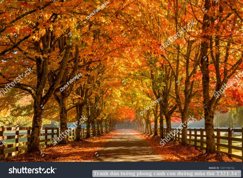 Tranh dán tường phong cảnh con đường mùa thu T321-347